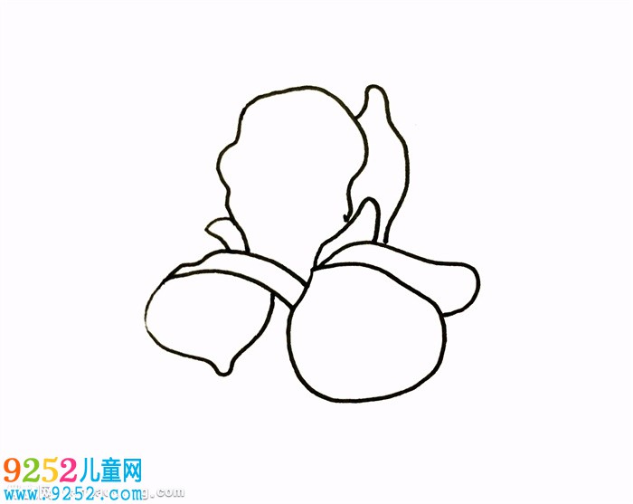 鳶尾花怎么畫