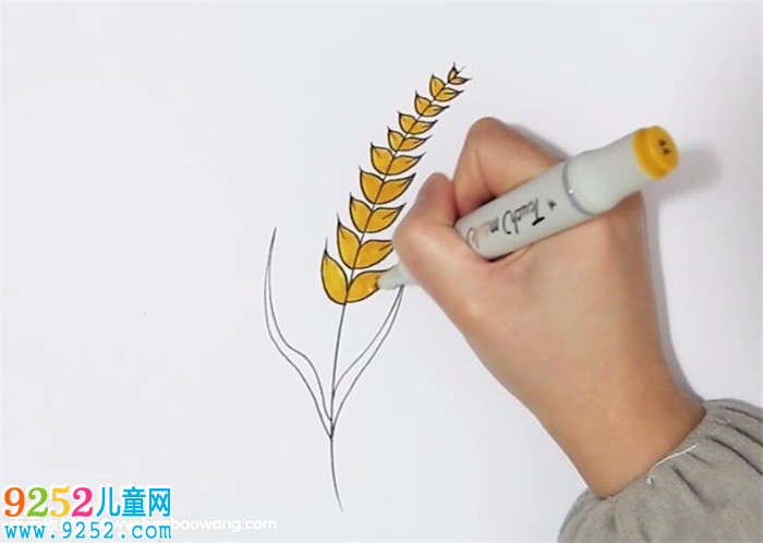 麥穗<a href=http://www.inspiredelm.com/jianbihua/ target=_blank class=infotextkey>簡筆畫</a>