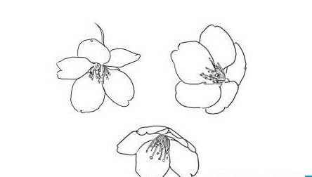 美麗的櫻花_卡通簡筆畫優(yōu)秀作品