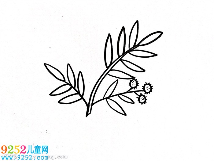 含羞草怎么畫