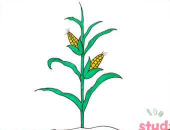 一棵玉米簡(jiǎn)筆畫
