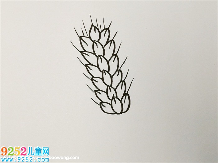 秋天成熟的麥穗<a href=http://www.inspiredelm.com/jianbihua/ target=_blank class=infotextkey>簡筆畫</a>