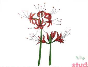 彼岸花怎么畫？