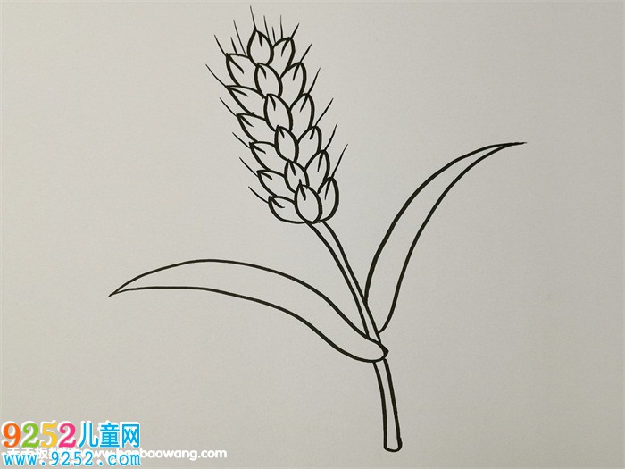 秋天成熟的麥穗<a href=http://www.inspiredelm.com/jianbihua/ target=_blank class=infotextkey>簡筆畫</a>