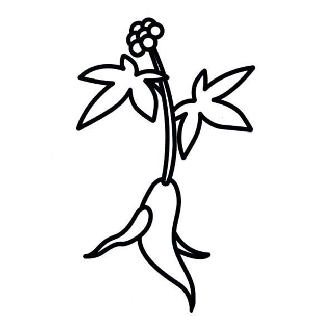 人參花簡筆畫圖片