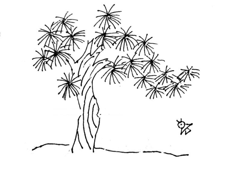 迎客松簡(jiǎn)筆畫圖片大全，迎客松怎么畫幼兒園