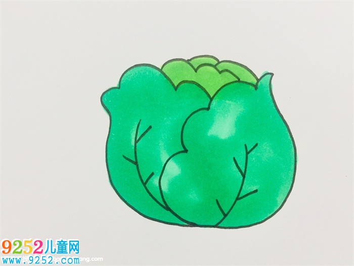 卷心菜怎么畫