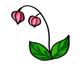 燈籠草怎么畫？