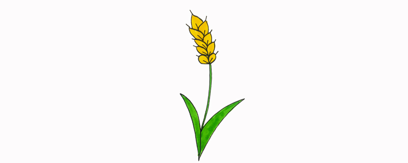 小麥怎么畫最簡(jiǎn)單