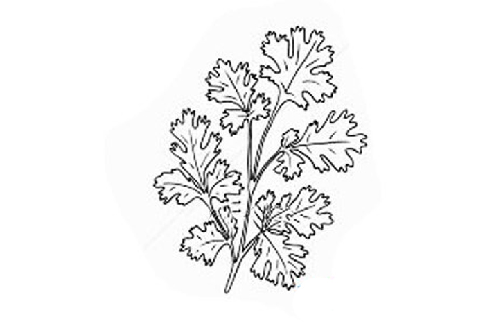 簡(jiǎn)單的香菜簡(jiǎn)筆畫