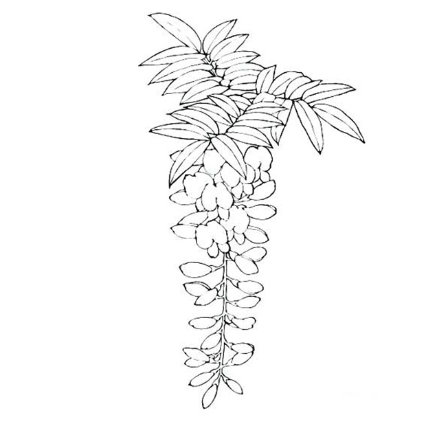 紫藤花簡筆畫圖片