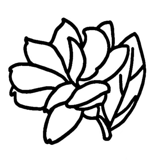 簡單的茉莉花簡筆畫圖片