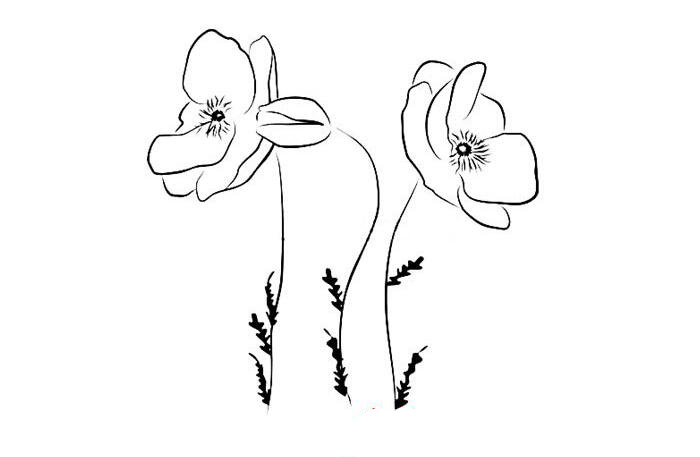 美麗的罌粟花簡筆畫大全