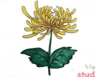 菊花簡筆畫