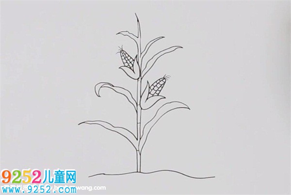一棵玉米<a href=http://www.inspiredelm.com/jianbihua/ target=_blank class=infotextkey>簡筆畫</a>