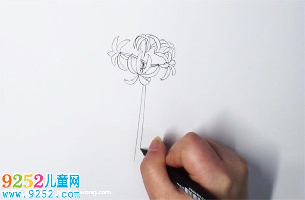 彼岸花怎么畫