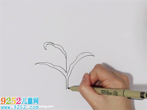 一棵玉米<a href=http://www.inspiredelm.com/jianbihua/ target=_blank class=infotextkey>簡筆畫</a>