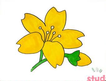 迎春花簡筆畫