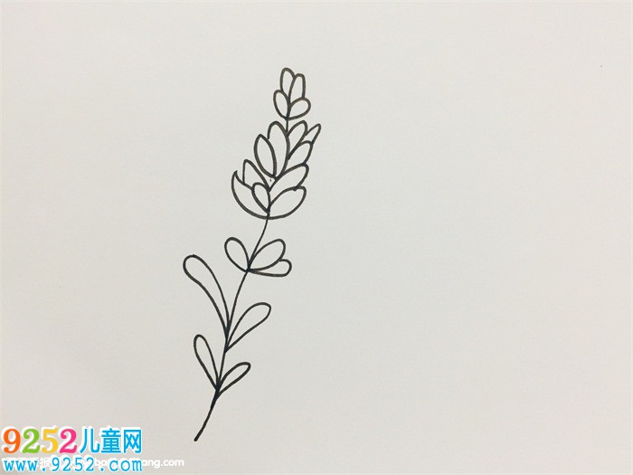 薰衣草怎么畫