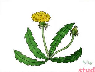 蒲公英怎么畫簡筆畫