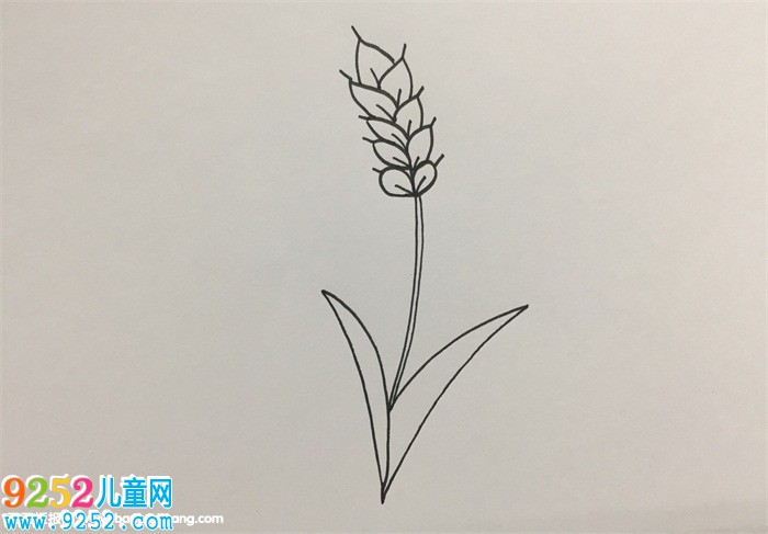 小麥怎么畫最簡(jiǎn)單