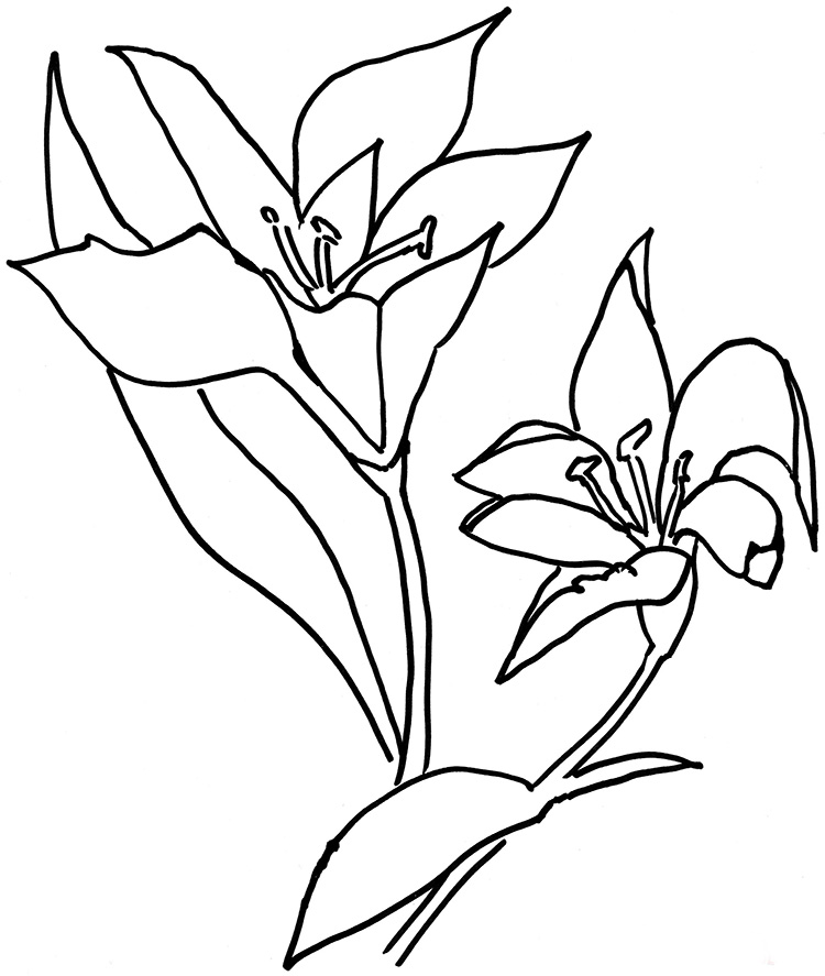 百合花的簡筆畫圖片