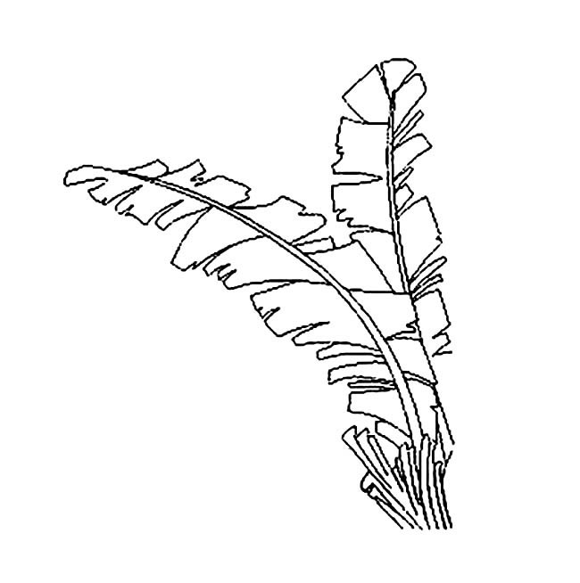 芭蕉樹樹葉的簡筆畫