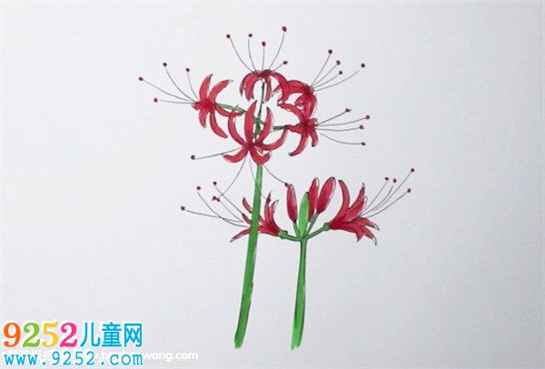 彼岸花怎么畫
