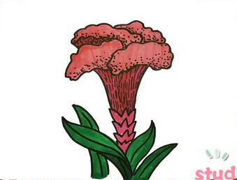 雞冠花簡筆畫