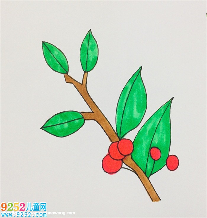 怎么畫(huà)冬青樹(shù)