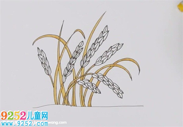 豐收的稻谷<a href=http://www.inspiredelm.com/jianbihua/ target=_blank class=infotextkey>簡筆畫</a>