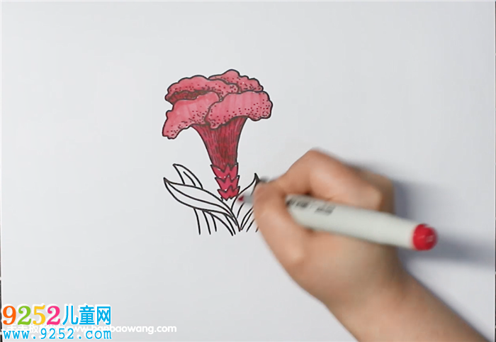 雞冠花<a href=http://www.inspiredelm.com/jianbihua/ target=_blank class=infotextkey>簡(jiǎn)筆畫</a>