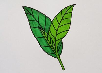 茶葉怎么畫？