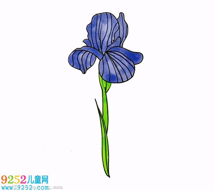 鳶尾花怎么畫