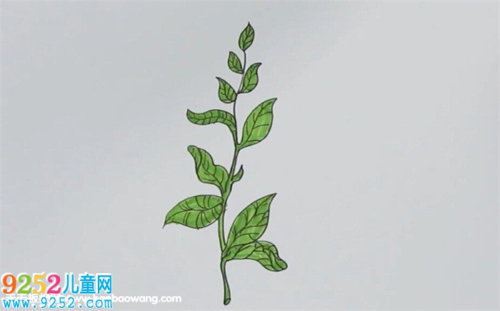 茶樹<a href=http://www.inspiredelm.com/jianbihua/ target=_blank class=infotextkey>簡筆畫</a>