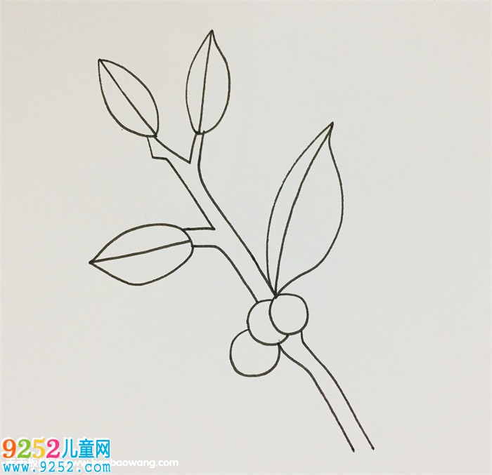 怎么畫(huà)冬青樹(shù)