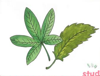 樹葉簡筆畫