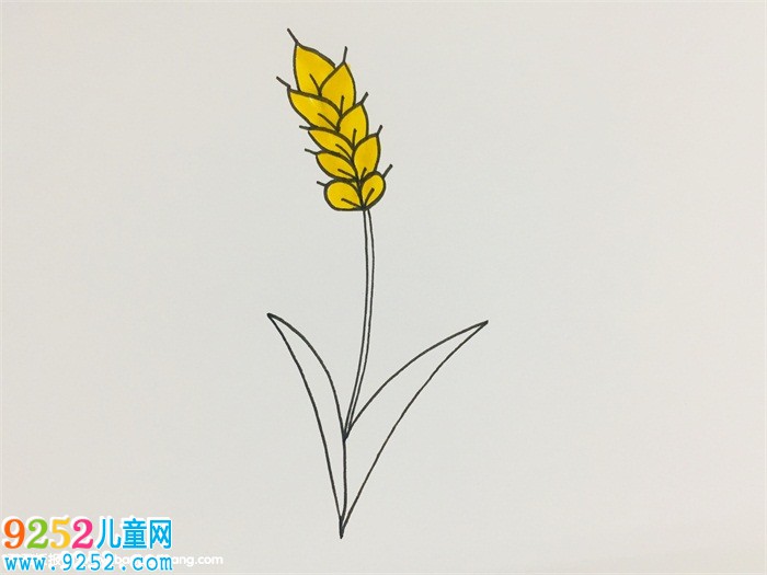 小麥怎么畫最簡(jiǎn)單