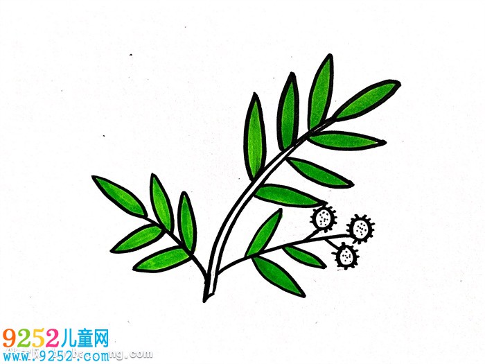 含羞草怎么畫