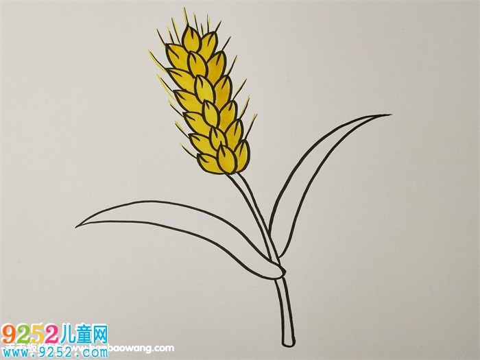 秋天成熟的麥穗<a href=http://www.inspiredelm.com/jianbihua/ target=_blank class=infotextkey>簡筆畫</a>