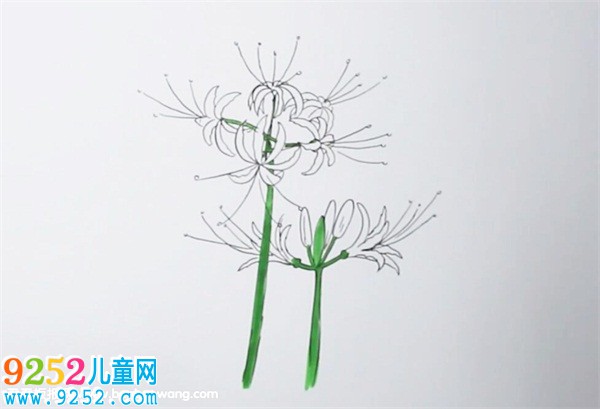 彼岸花怎么畫