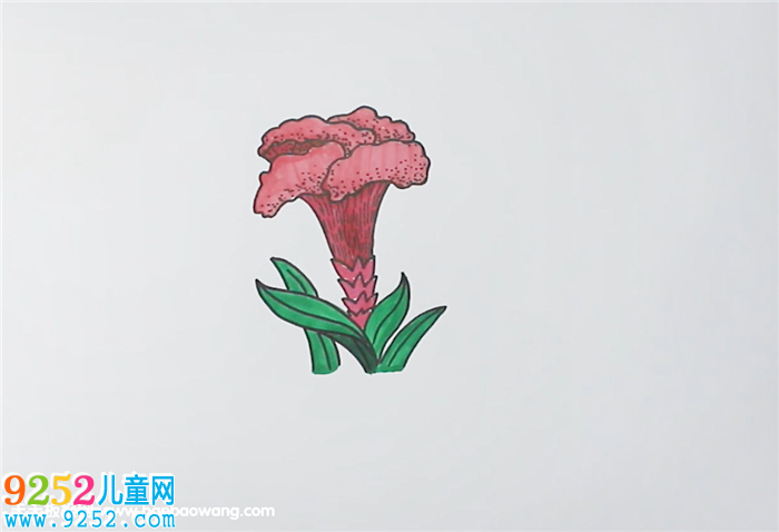 雞冠花<a href=http://www.inspiredelm.com/jianbihua/ target=_blank class=infotextkey>簡(jiǎn)筆畫</a>