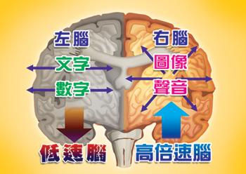 左腦和右腦