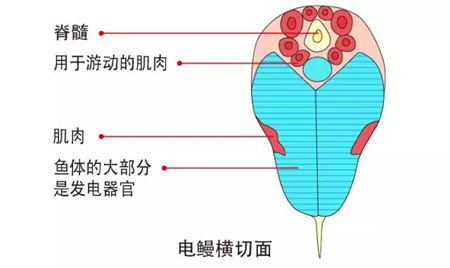 鰻魚(yú)的讀音,鰻字怎么讀拼音是什么,鰻魚(yú)的鰻為什么不讀第四聲
