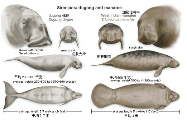儒艮怎么讀,儒艮是什么,儒艮為什么叫美人魚(yú)