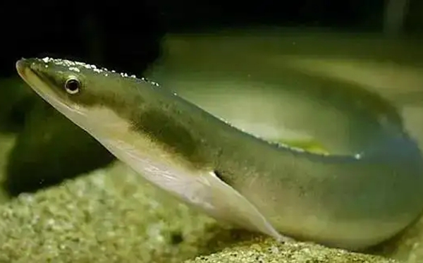 鰻魚(yú)的讀音,鰻字怎么讀拼音是什么,鰻魚(yú)的鰻為什么不讀第四聲