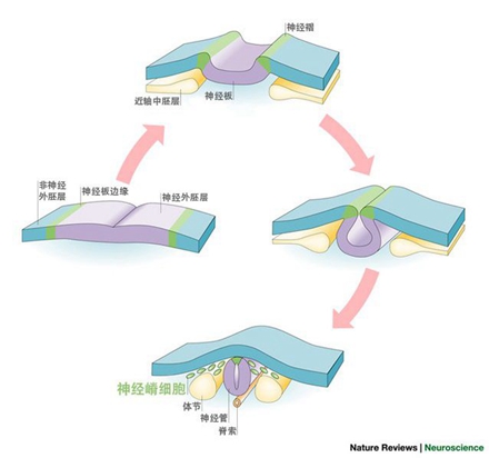 為什么狗的樣子千差萬(wàn)別