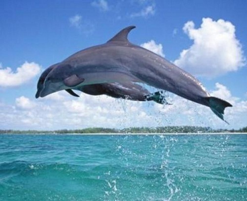 海底動物百科知識大全_海底動物知識