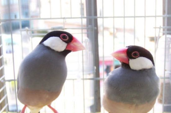 文鳥認(rèn)主人嗎