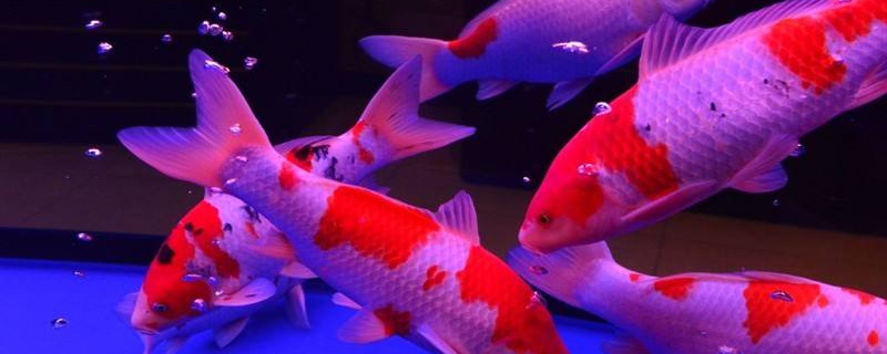 草金魚和什么混養(yǎng)